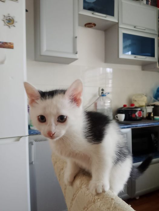 Котята в добрые руки.