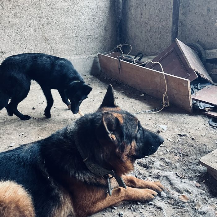 Собака собака овчаркаккк