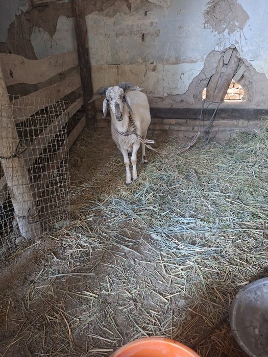 Кой козилар 4364