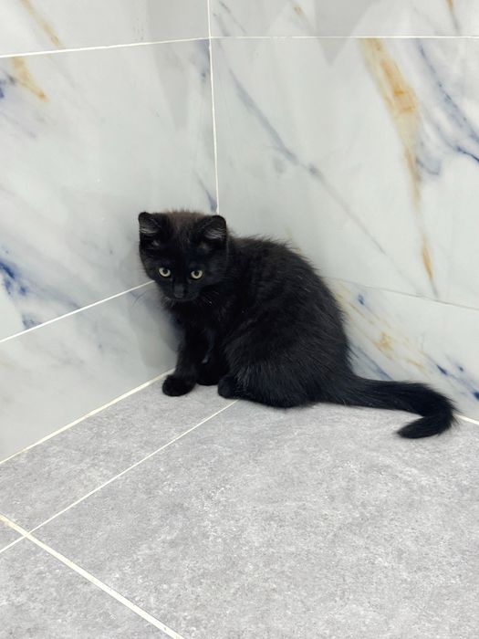 Отдам котенкав добрые руки