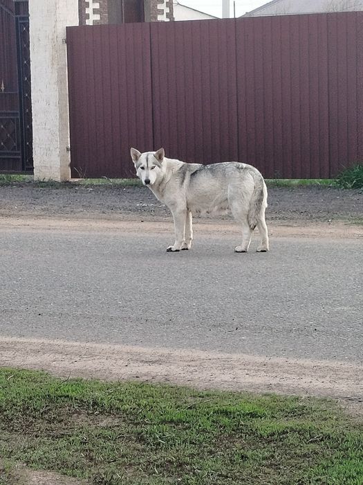 Щенки бесплатно!!!