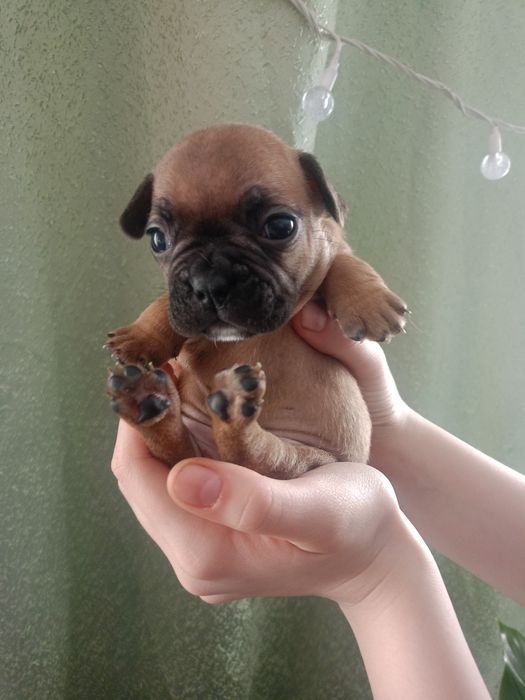 Продам шикарных щенят