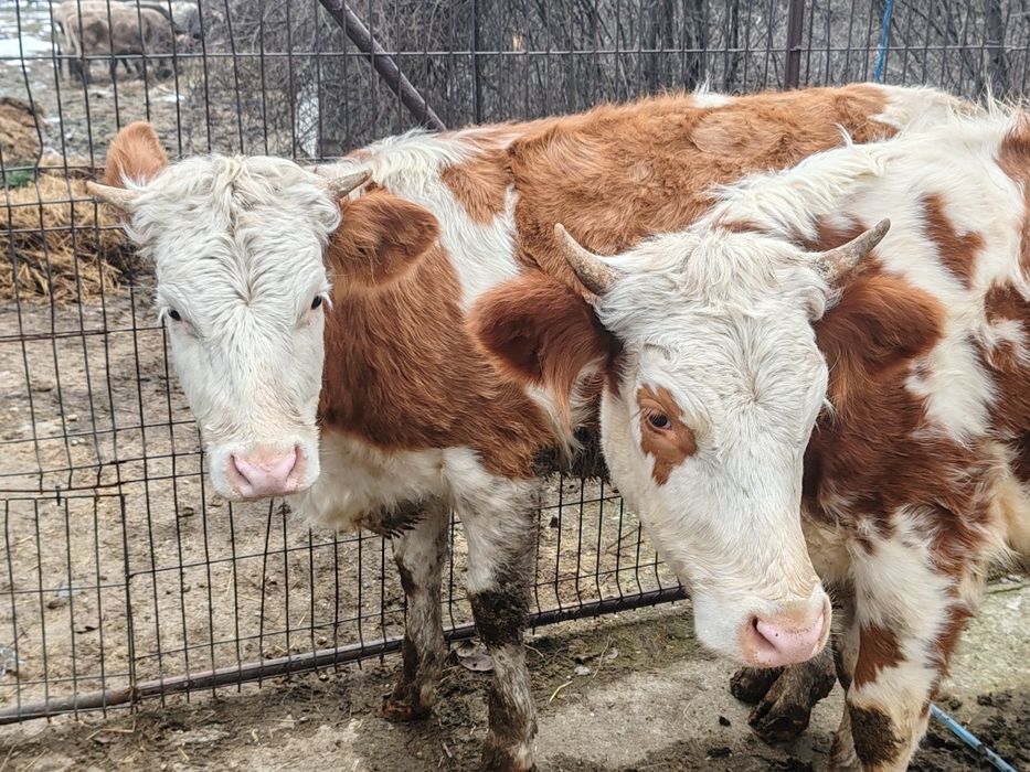 De vânzare junici bălțate