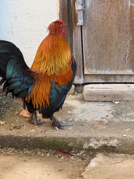 Карликовые петухи