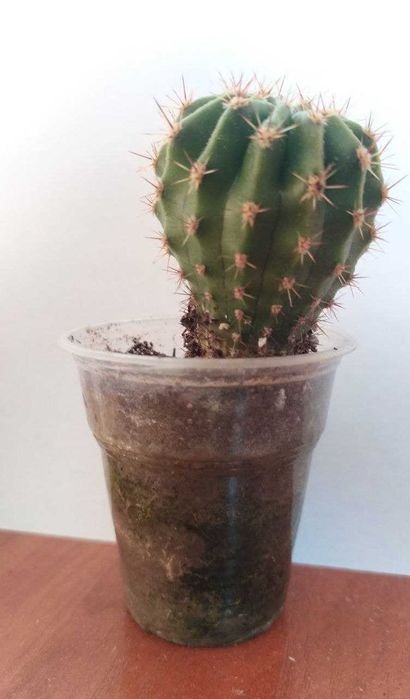 Кактусы для дома и офиса