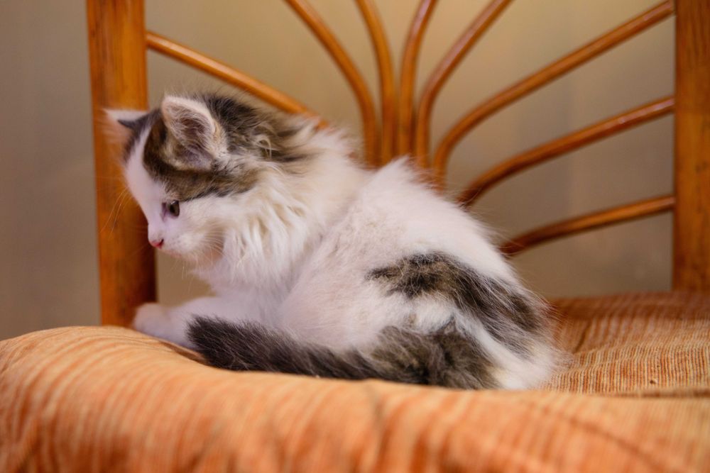 Котенок  девочка