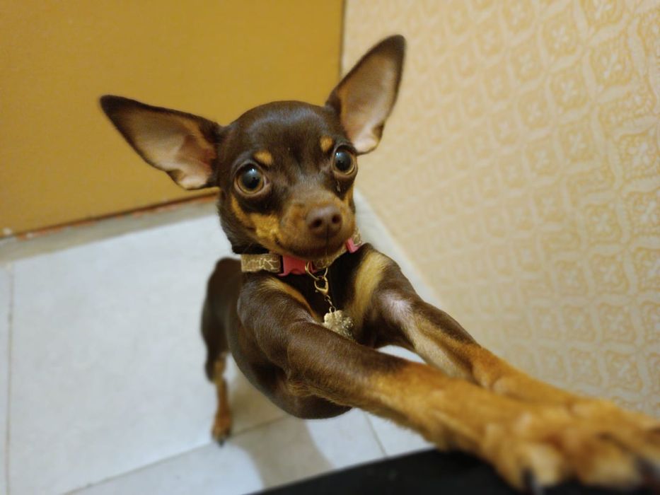 вязка  той терьера