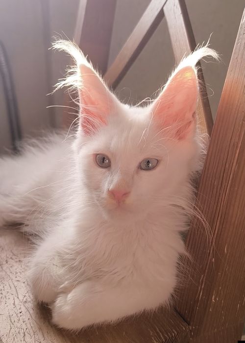 Продам котят Мейкун