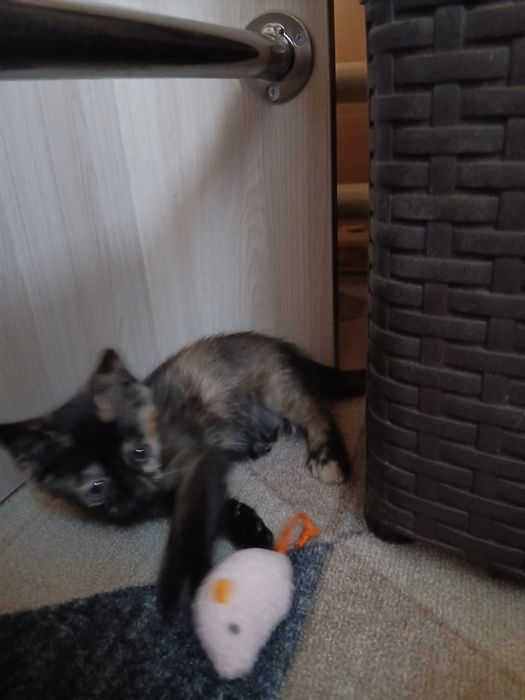 Отдам лучших котят