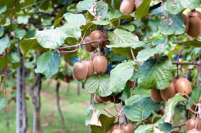 Kiwi la Ghiveci anul 5