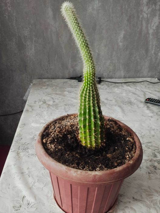 Кактус в горшке продам.