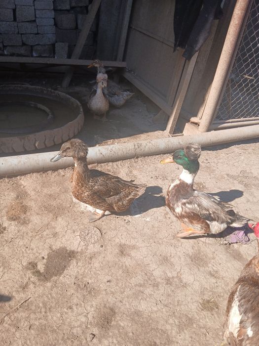 Oua de rata motata pt incubat