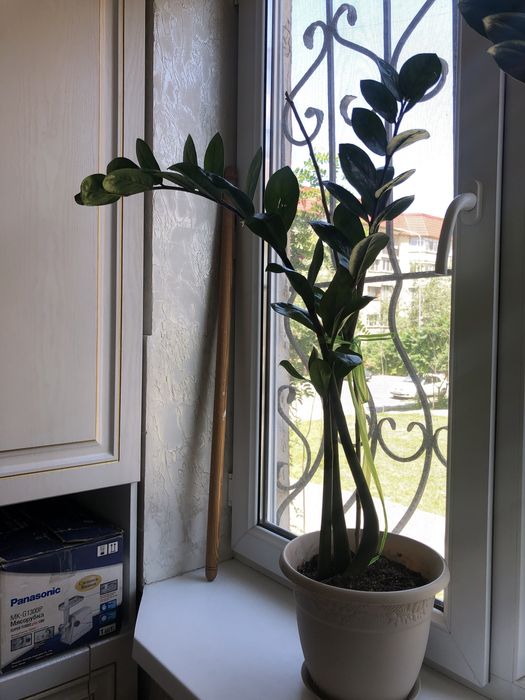 Долларовое дерево