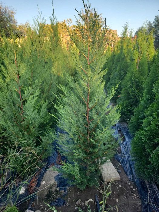 Plante ornamentale Seini/ leylandi