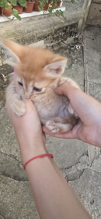 ПОДАРЯВАМ 4 малки котенца