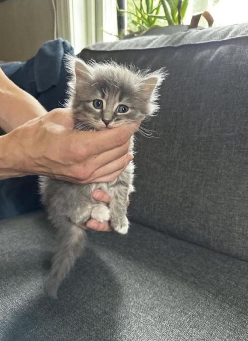 Silver Tabby cu ochișori albaștri