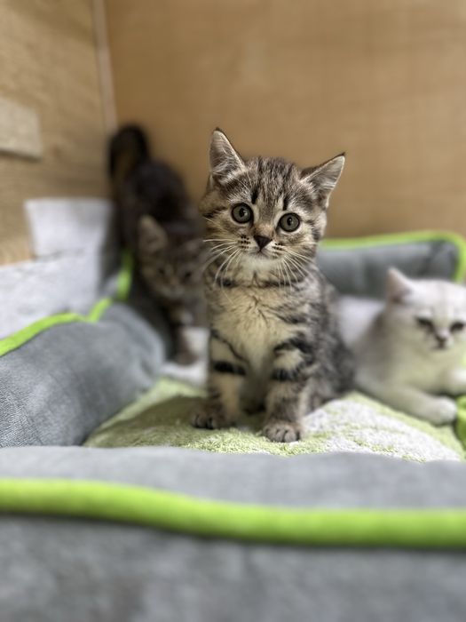 Шотладские котята