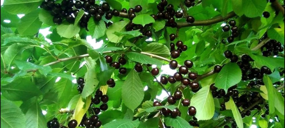 Plantare Livrare RO Nuci Chandler Prun Paulownia Meri Peri Ciresi ...