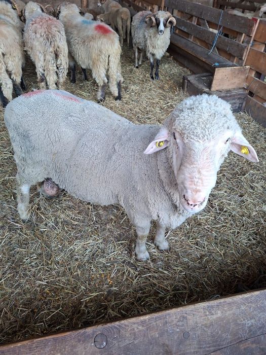 Berbeci merinos certificat origine