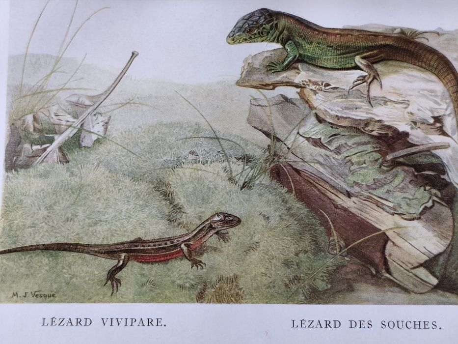 PLANȘĂ-ȘOPÂRLE – Planșă Color Veche, Rollinat, 1934