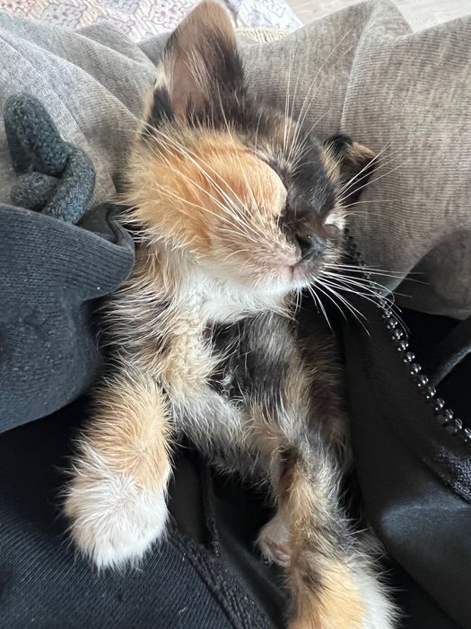 Котенок девочка 3 месяца