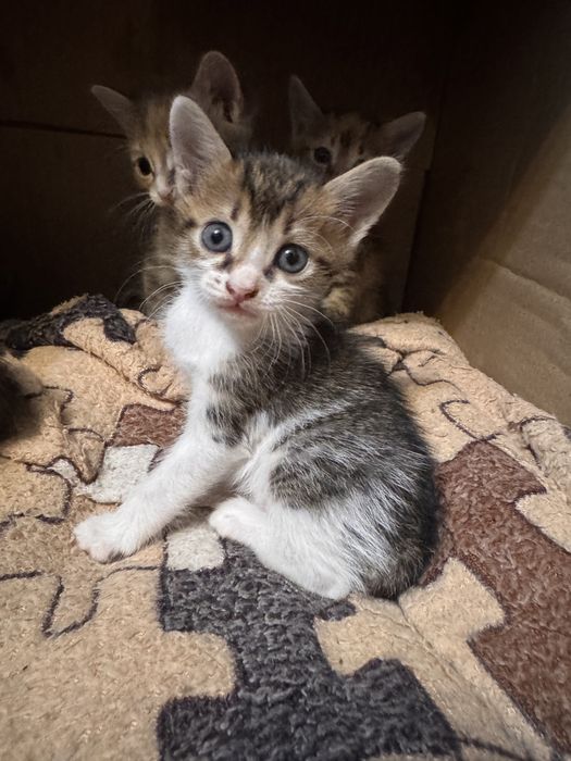 Отдам котят в хорошие руки!
