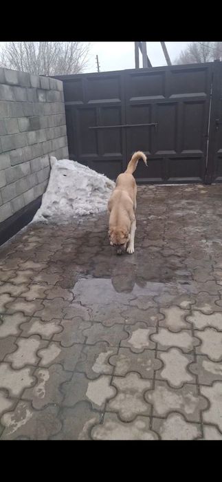 Продам кангал 70 тысяч