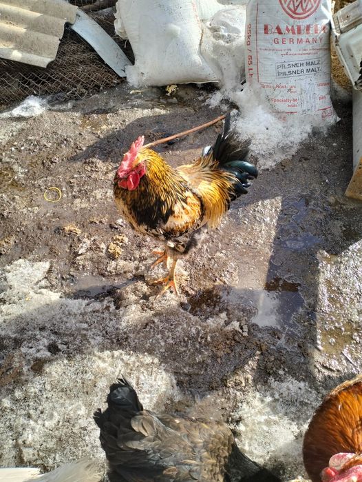 Петух годовалые.