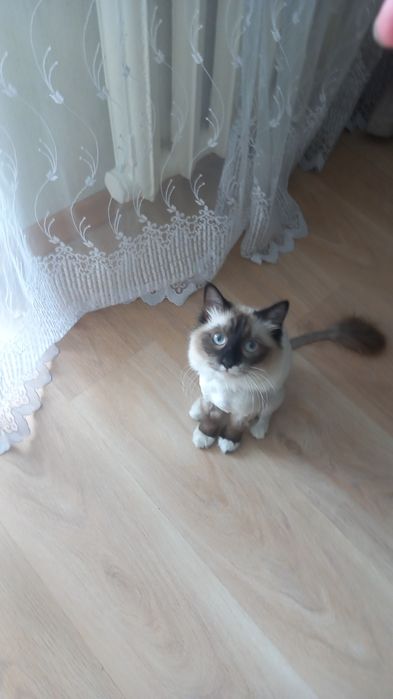 Срочно отдам котика бесплатно!