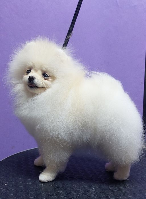 Девочка, померанский шпиц