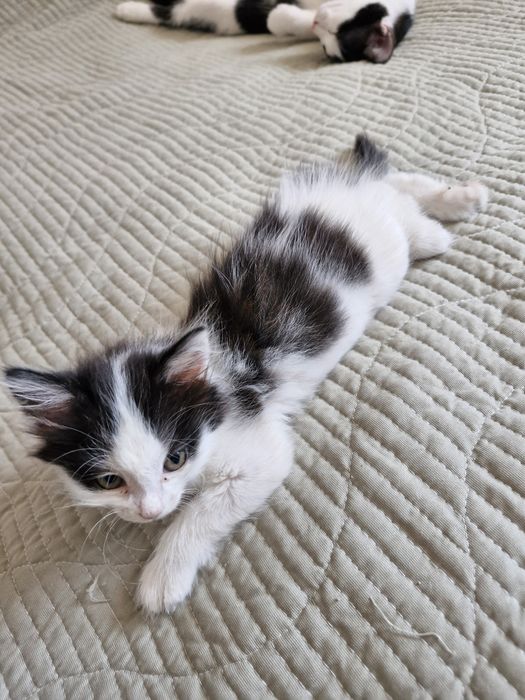 Животное, котята
