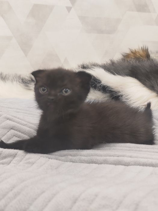 Продам шотландских котят