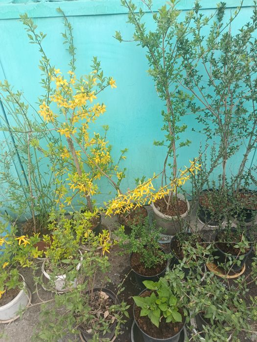 Кустарники разные