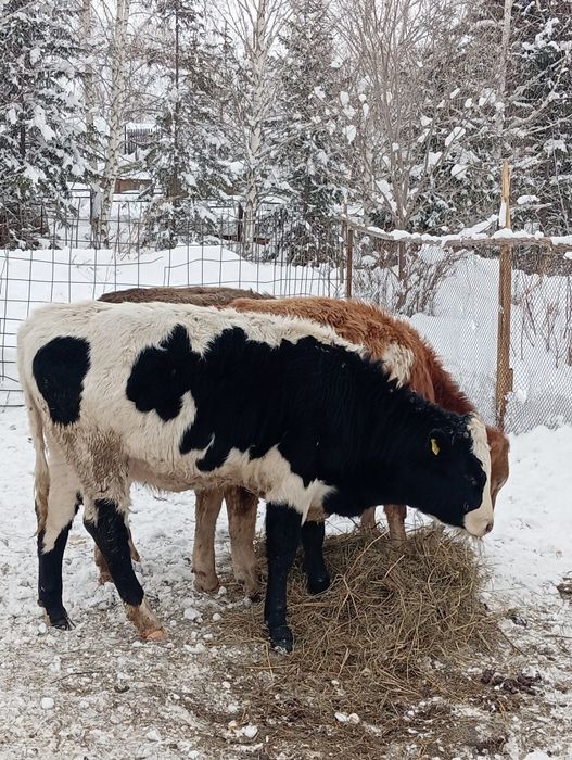 Продам корову с телочкой