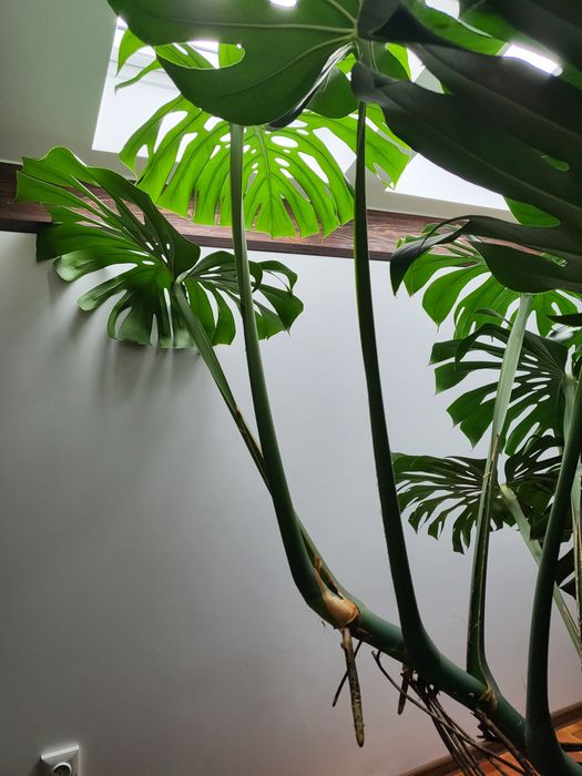 Frunze monstera cu radacina