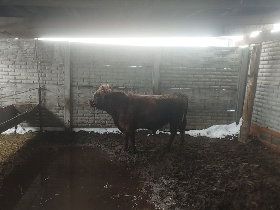 Продам быков на откорме