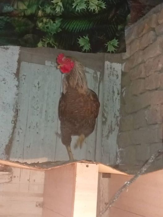 Продам домашних курочек и петушка