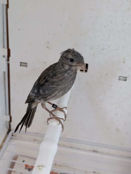 Canari rasa spaniola