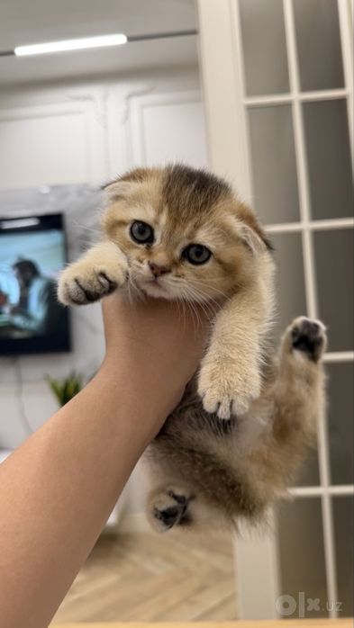 Шотландские вислоухие