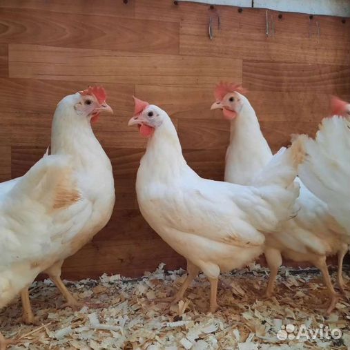 Куры несушки легорны