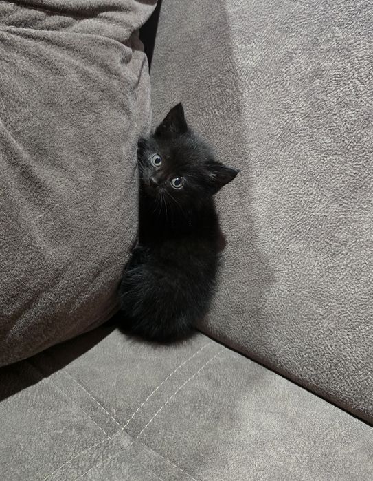 Котята шотландцы.( 2 - девочки)