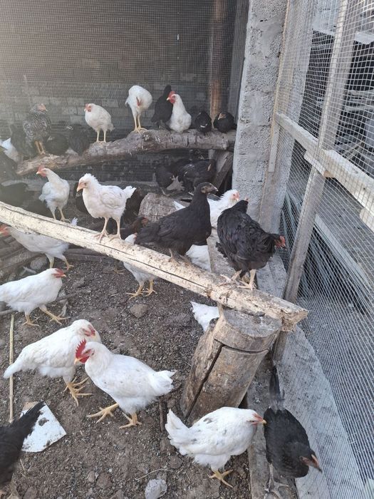 Qora shaxzoda nomli Jojalar Кора шахзода номли жужалар