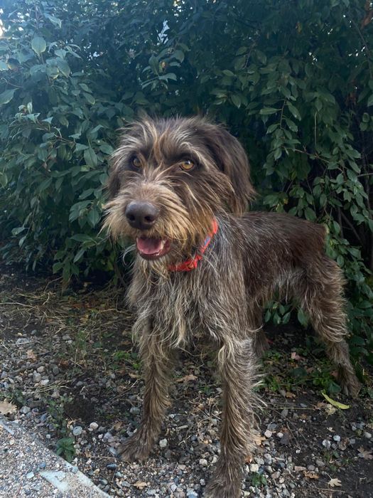 Пропала собака г.Алматы