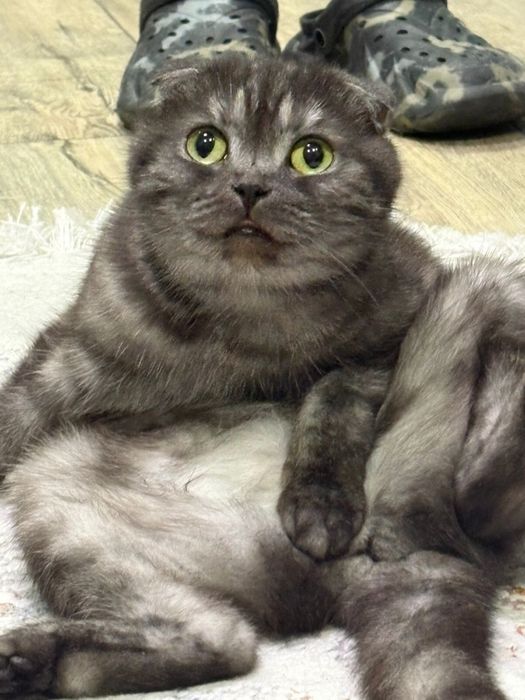 Отдам кошку бесплатно