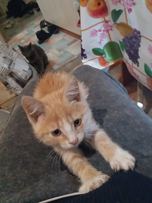Отдам котенка в добрые руки