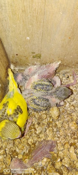 Вълнисти папагалчета