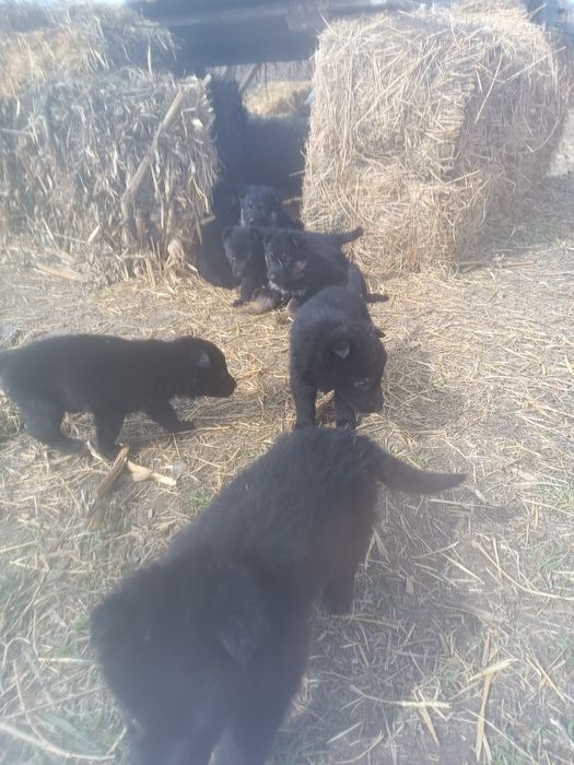 Продам щенков немецкой овчарки