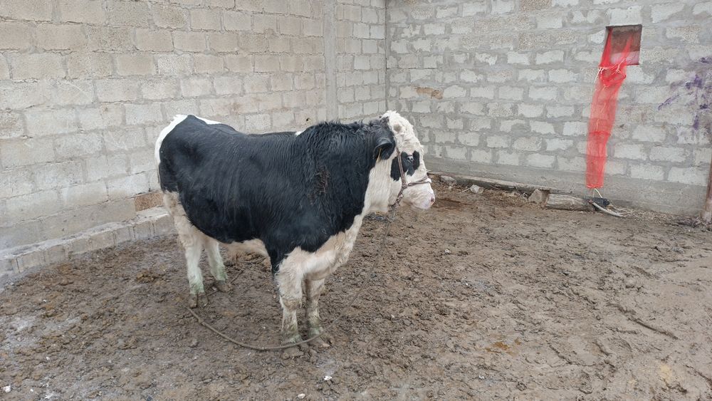 Сментал гибрид бука зотгаям ярайди