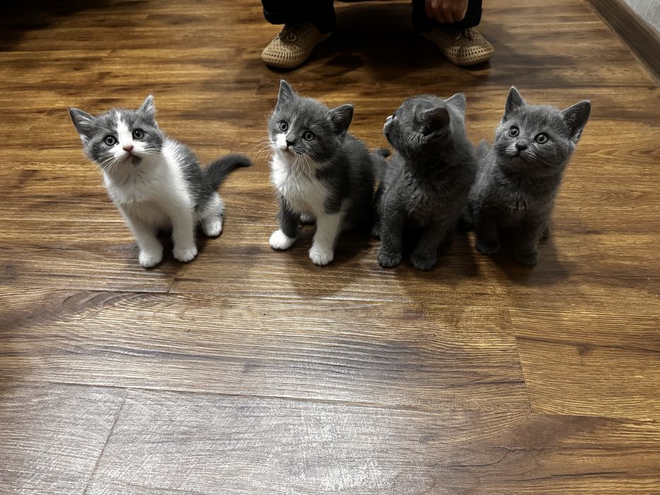 Скотиш страйт котята