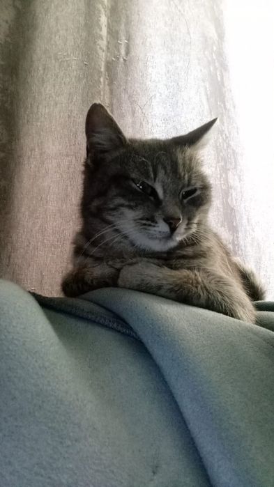 Стерилизованная кошечка ищет дом